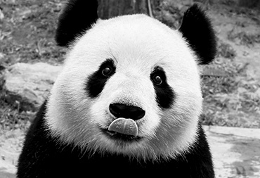 cute-panda